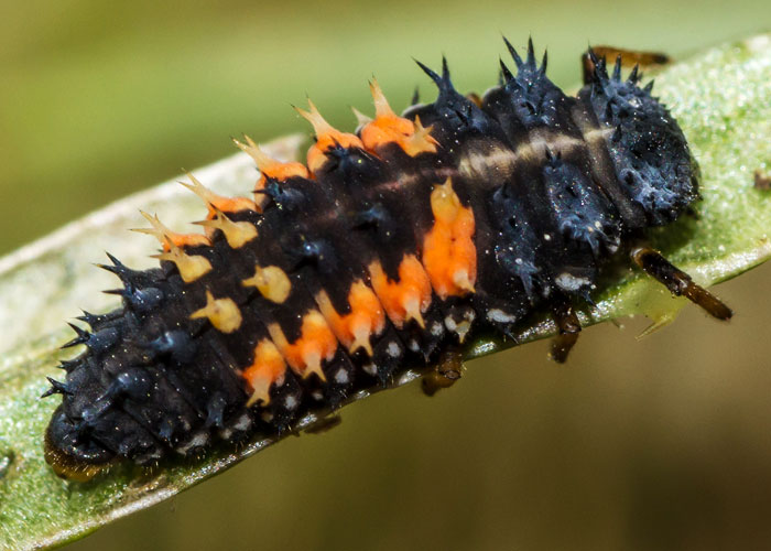 ladybug larva closeup