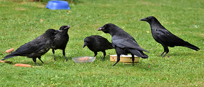 crow family