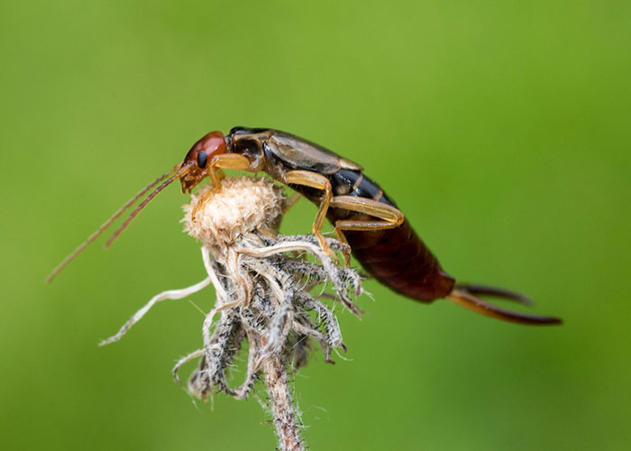 earwig pest or friend