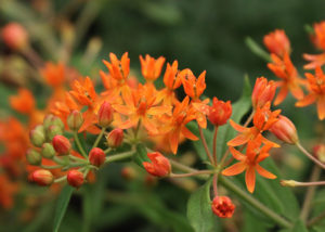 asclepias