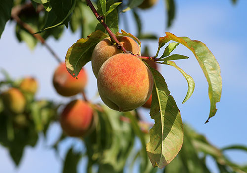 f_peach_frost_spr_sum_500x350_peaches-3529802_1920 f_peach_frost_spr_sum_500x350_peaches-3529802_1920