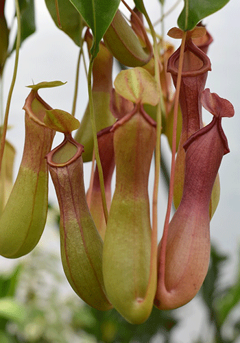 green and red hanging pitcher plants