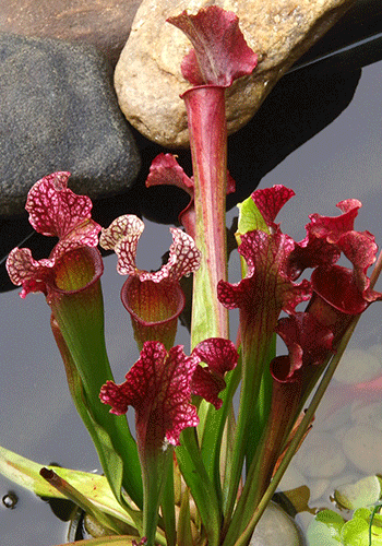 red pitcher plants growing in water