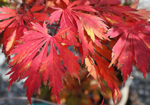 japanese maple