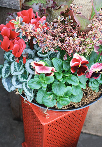 cd_win_cyclamen_pansy_Heuchera_350x500_IMG_4218