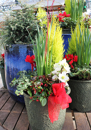 Winter Container Favorites to Mix & Match - Sky Nursery