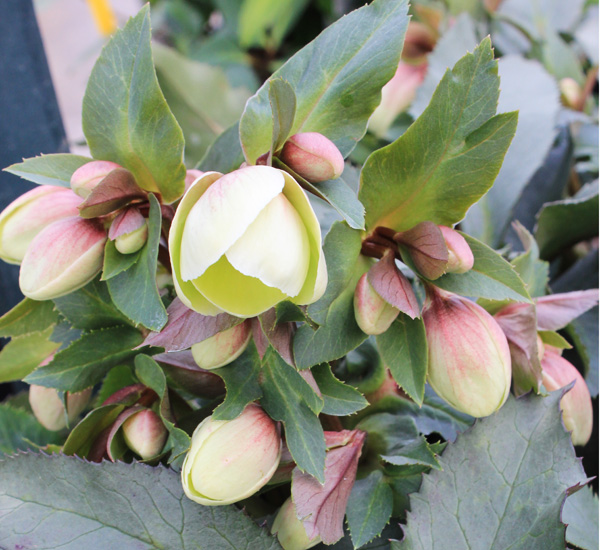 hellebore buds and blooms