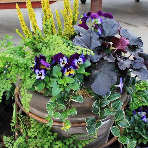 container with winter plants