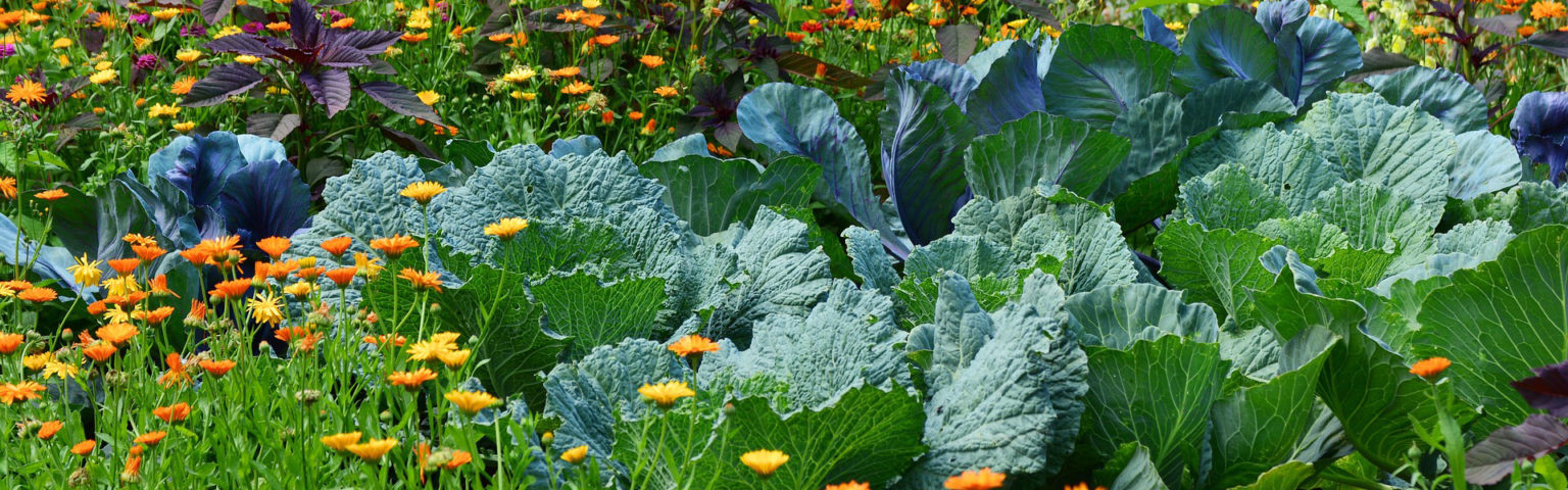 e_cabbage_Vegetables_calendula_spr_h_white-cabbage-2521700_1920