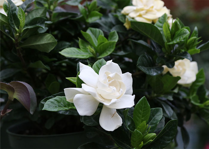 i_gardenia_spr_700w_5L9A2263