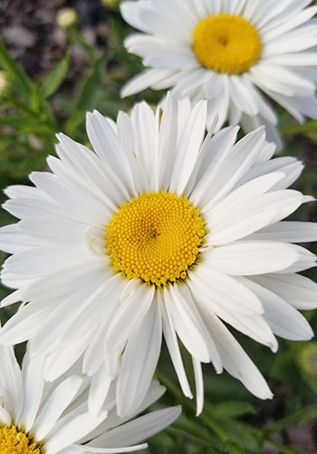white shasta daisy with a yellow center