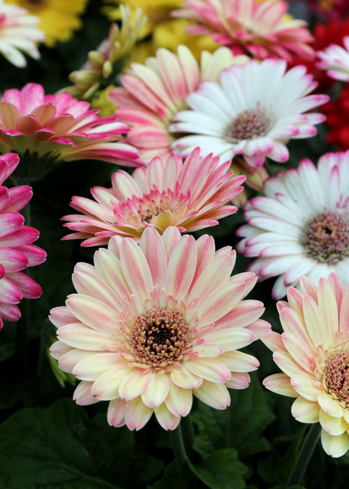 a_gerbera_daisy_pink_white_spr_700t_5L9A5182