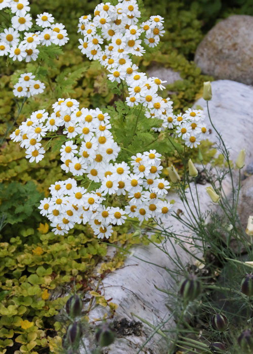 gf_gina_feverfew_lysmachia_birchEdging_sum_700t_5L9A1906