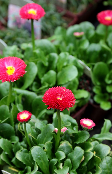 p_daisy_english_red_bellis_spr_700t_5L9A1770
