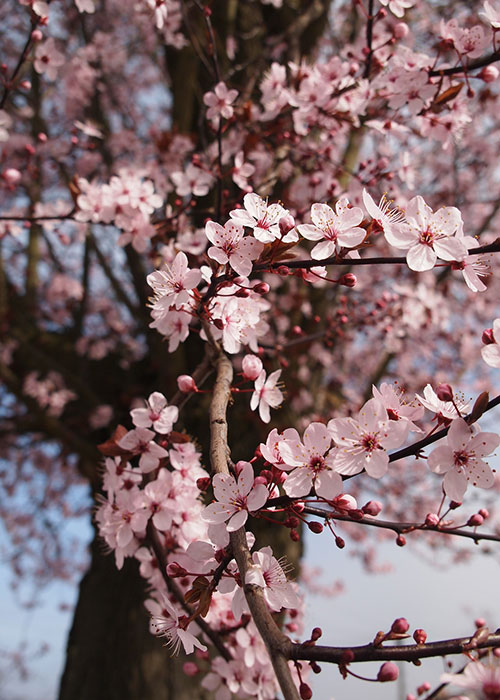 t_floweringCherry_ornamental_spr_win_500x700_cherry-blossom-444402_1920