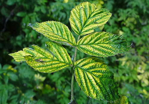 Words from the Garden: Our Favorite Horticultural Lingo - Sky Nursery