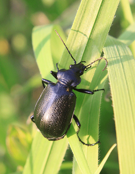 black garden beetle