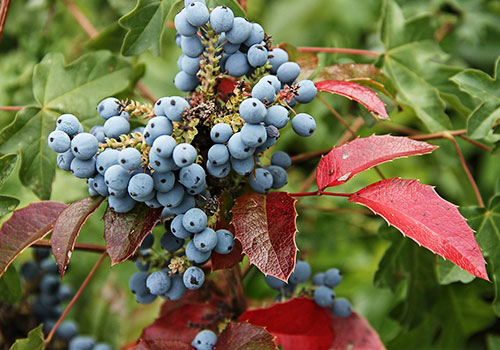 Mahonia aquifolium (Oregon Grape)