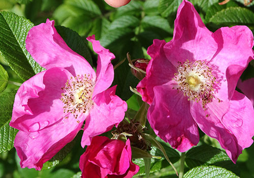 pink single rose petals