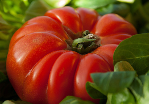 beefsteak tomato