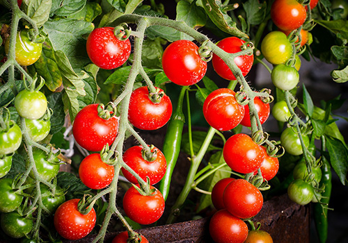 cherry tomato