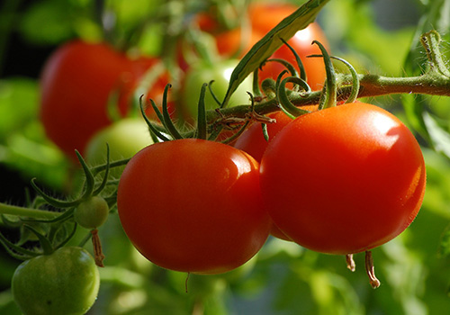 red tomatoes on the vine