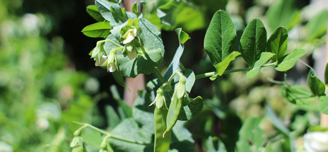 peas growing on the vine