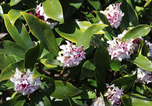 pink and white daphne odora blooms