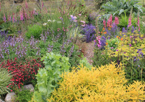 perennial flower bed in summer