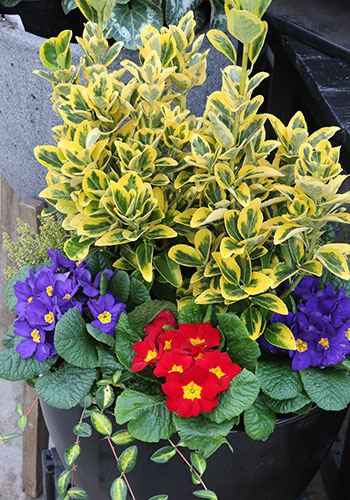 Fall & winter container with bright gold-green euonymous and red and purple primroses