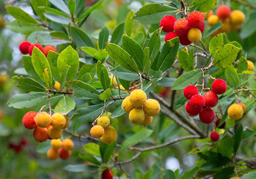 Strawberry tree (Arbutus unedo)with yellow and orange fruit