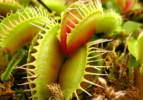 Venus Fly Trap