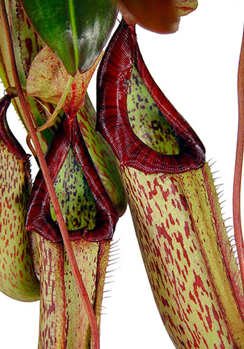 pitcher plant