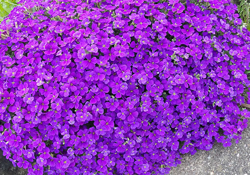 purple aubritia blooms