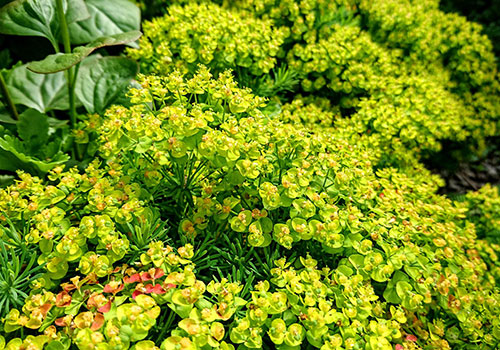 bright yellow-green euphorbia blooms