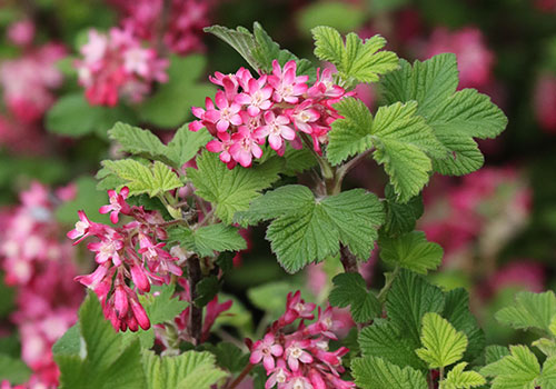 flowering currant in bloom