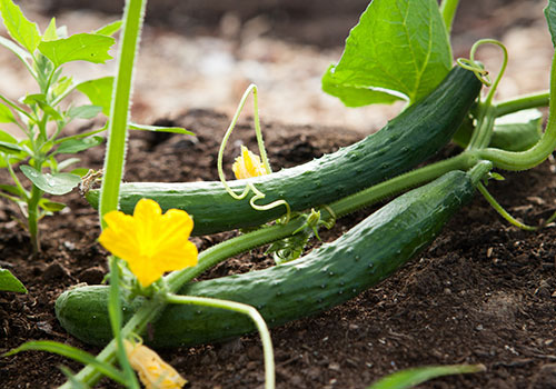 long english cucumbers on the vine