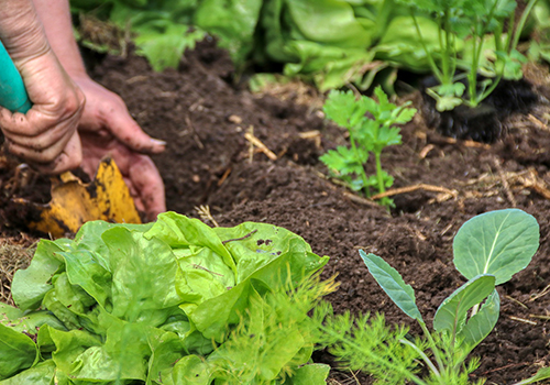 Planting vegetable starts in the garden