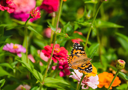 Painted Lady Butterfly on Zinnias