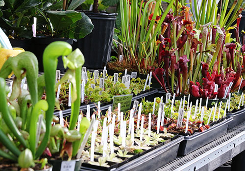 i_carnivorousPlants_500x350_5L9A4238