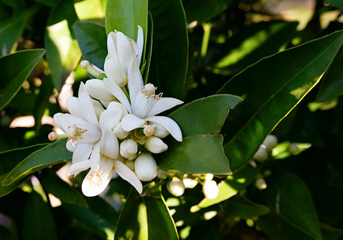 i_citrus_orangeBlossom_500x350_zora-kalai-ziToUo-srEo-unsplash