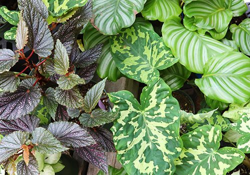 begonia, alocasia, calathea in multiple shades and patterns of green
