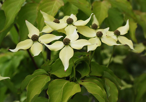 t_dogwood_chinese_500x350_5L9A2421