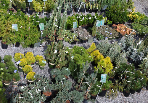 The Conifer bed at Sky Nursery