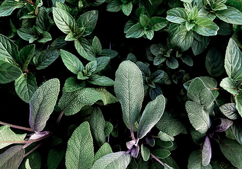 e_herbs_sage_mint_jackie-hope-96zlc1Bt51w-unsplash