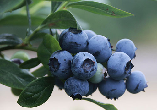 f_blueberry_500x350_blue-berries-g2bddbb8bd_1920