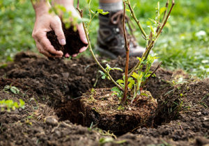 Planting a shrub