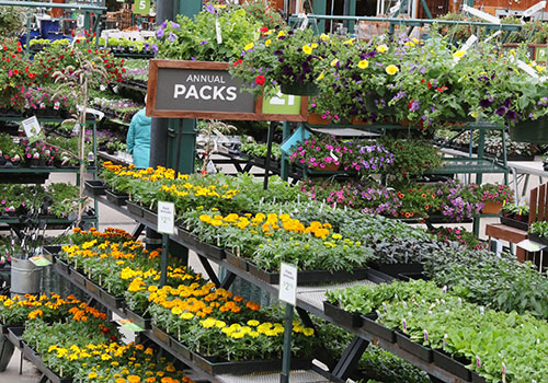ann_annualPacks_marigold_5L9A9492