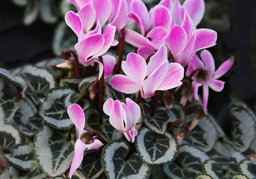 ann_cyclamen_5L9A8550