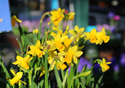 ann_daffodils_spr_500x350_5L9A2964